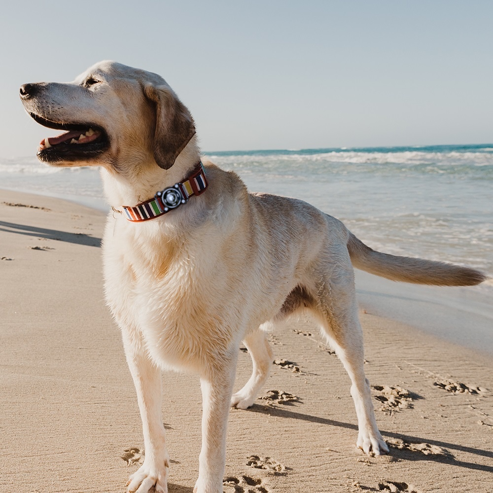 TrailTag™ Dog Tracking Kit