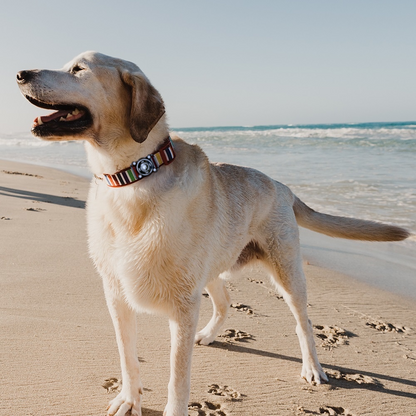 TrailTag™ Dog Tracking Kit
